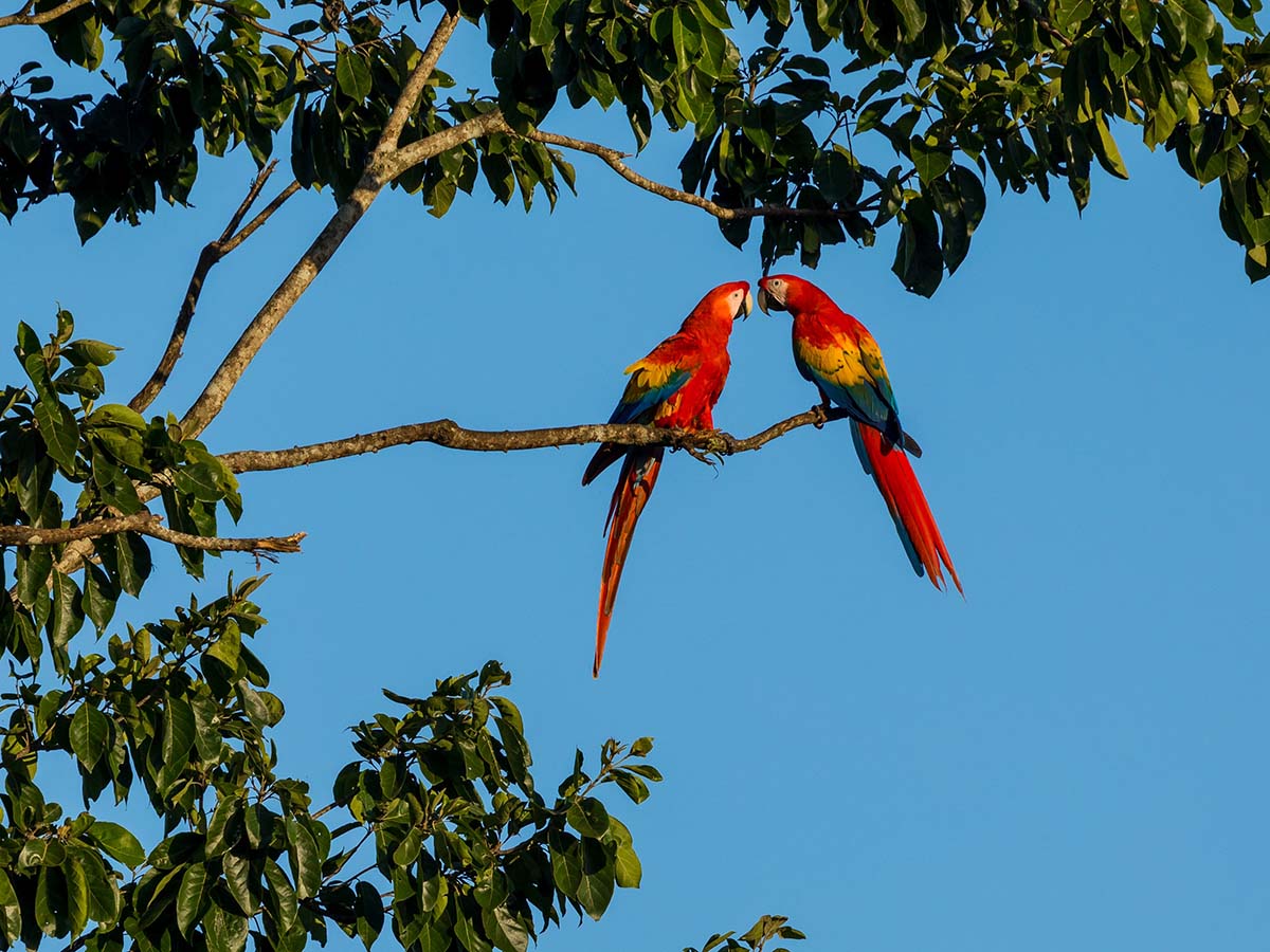 Where to see Scarlet Macaws in Costa Rica